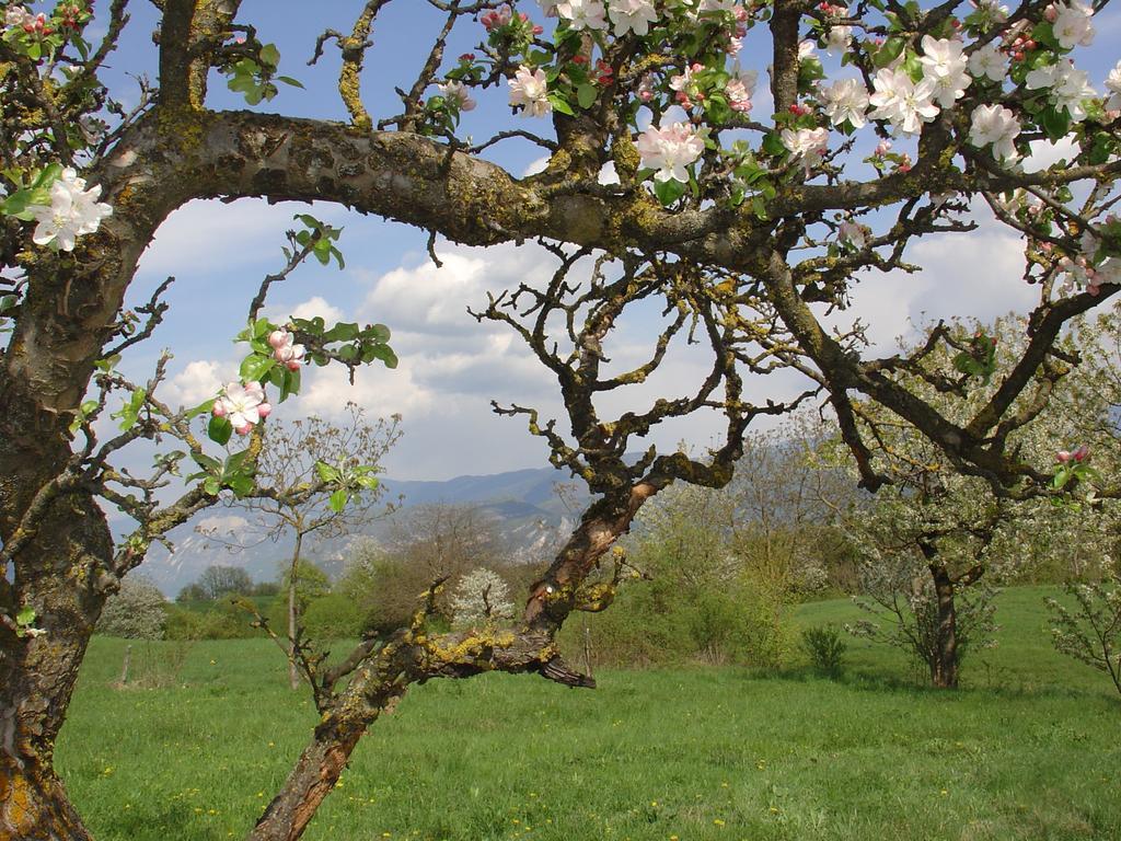 Agriturismo Girasole Fai della Paganella Dış mekan fotoğraf