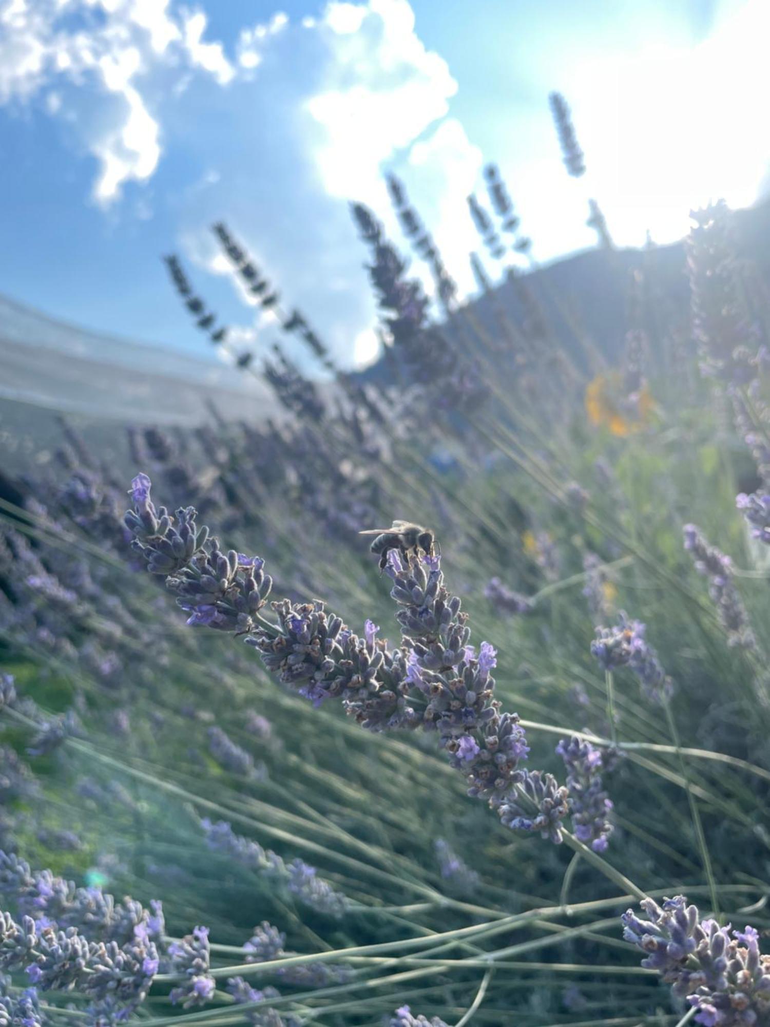 Agriturismo Girasole Fai della Paganella Dış mekan fotoğraf