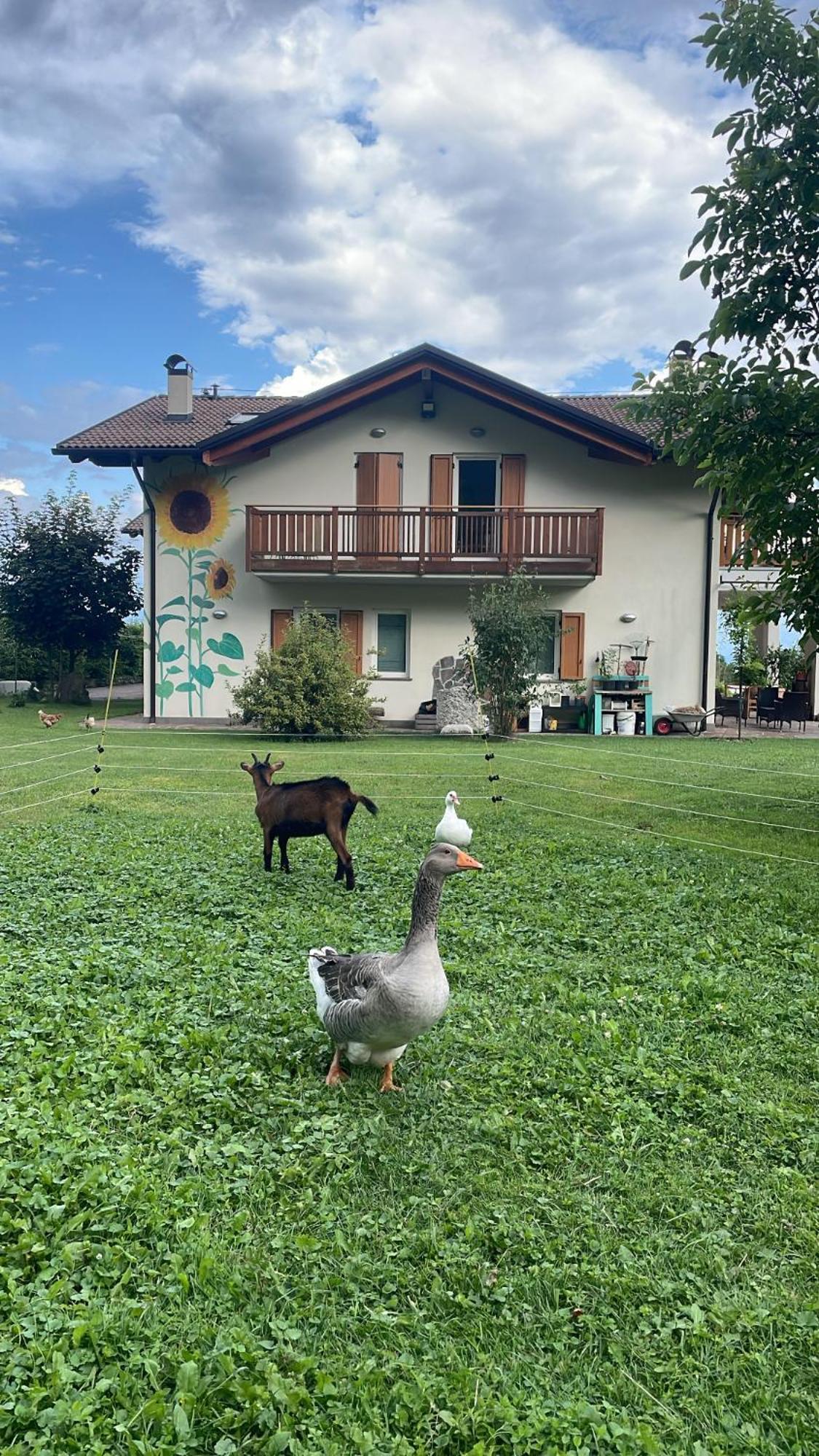 Agriturismo Girasole Fai della Paganella Dış mekan fotoğraf